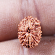 Load image into Gallery viewer, 13 Mukhi Indonesian Rudraksha - Bead No. 268