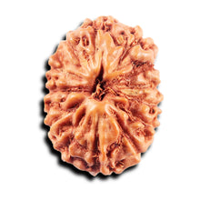 Load image into Gallery viewer, 13 Mukhi Indonesian Rudraksha - Bead No. 268