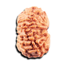 Load image into Gallery viewer, 13 Mukhi Indonesian Rudraksha - Bead No. 268
