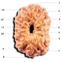 Load image into Gallery viewer, 13 Mukhi Indonesian Rudraksha - Bead No 269