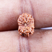 Load image into Gallery viewer, 13 Mukhi Indonesian Rudraksha - Bead No 269
