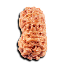 Load image into Gallery viewer, 13 Mukhi Indonesian Rudraksha - Bead No 269