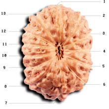 Load image into Gallery viewer, 13 Mukhi Indonesian Rudraksha - Bead No 270