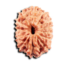 Load image into Gallery viewer, 13 Mukhi Indonesian Rudraksha - Bead No 270