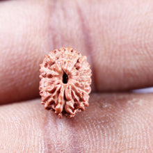 Load image into Gallery viewer, 13 Mukhi Indonesian Rudraksha - Bead No 270