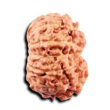 Load image into Gallery viewer, 13 Mukhi Indonesian Rudraksha - Bead No 270