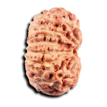 Load image into Gallery viewer, 13 Mukhi Indonesian Rudraksha - Bead No. 271