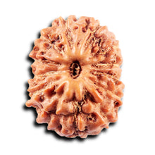 Load image into Gallery viewer, 13 Mukhi Indonesian Rudraksha - Bead No 272