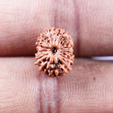 Load image into Gallery viewer, 13 Mukhi Indonesian Rudraksha - Bead No 272