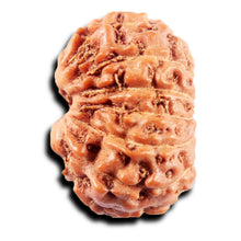 Load image into Gallery viewer, 13 Mukhi Indonesian Rudraksha - Bead No 272