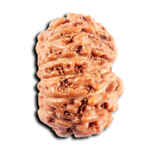 Load image into Gallery viewer, 13 Mukhi Indonesian Rudraksha - Bead No 272