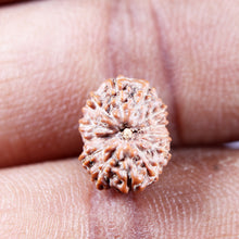 Load image into Gallery viewer, 13 Mukhi Indonesian Rudraksha - Bead No 273