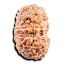 Load image into Gallery viewer, 13 Mukhi Indonesian Rudraksha - Bead No 273
