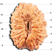 Load image into Gallery viewer, 13 Mukhi Indonesian Rudraksha - Bead No 274
