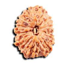 Load image into Gallery viewer, 13 Mukhi Indonesian Rudraksha - Bead No 274