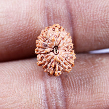 Load image into Gallery viewer, 13 Mukhi Indonesian Rudraksha - Bead No 274