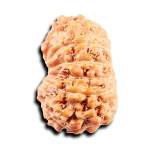 Load image into Gallery viewer, 13 Mukhi Indonesian Rudraksha - Bead No 274