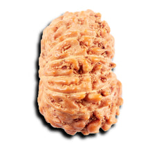 Load image into Gallery viewer, 13 Mukhi Indonesian Rudraksha - Bead No 274