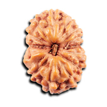 Load image into Gallery viewer, 13 Mukhi Indonesian Rudraksha - Bead No 275