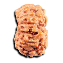 Load image into Gallery viewer, 13 Mukhi Indonesian Rudraksha - Bead No 275