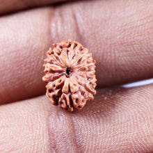 Load image into Gallery viewer, 13 Mukhi Indonesian Rudraksha - Bead No 277