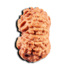 Load image into Gallery viewer, 13 Mukhi Indonesian Rudraksha - Bead No 277