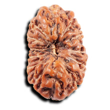 Load image into Gallery viewer, 13 Mukhi Indonesian Rudraksha - Bead No 278