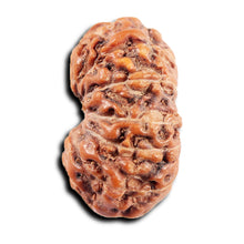 Load image into Gallery viewer, 13 Mukhi Indonesian Rudraksha - Bead No 278