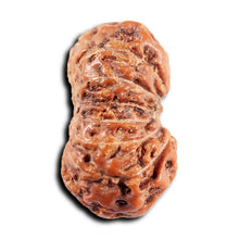 Load image into Gallery viewer, 13 Mukhi Indonesian Rudraksha - Bead No 278