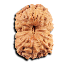 Load image into Gallery viewer, 13 Mukhi Indonesian Rudraksha - Bead No 279