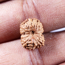 Load image into Gallery viewer, 13 Mukhi Indonesian Rudraksha - Bead No 279