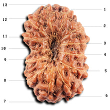 Load image into Gallery viewer, 13 Mukhi Indonesian Rudraksha - Bead No 280