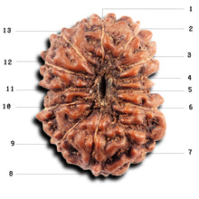 Load image into Gallery viewer, 13 Mukhi Indonesian Rudraksha - Bead No 281
