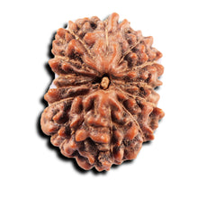 Load image into Gallery viewer, 13 Mukhi Indonesian Rudraksha - Bead No 281