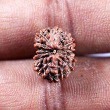 Load image into Gallery viewer, 13 Mukhi Indonesian Rudraksha - Bead No 281