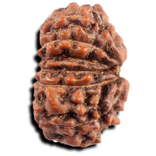 Load image into Gallery viewer, 13 Mukhi Indonesian Rudraksha - Bead No 281