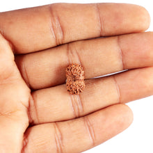 Load image into Gallery viewer, 13 Mukhi Indonesian Rudraksha - Bead No 283