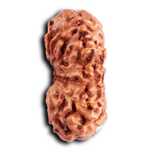 Load image into Gallery viewer, 13 Mukhi Indonesian Rudraksha - Bead No 283