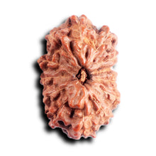 Load image into Gallery viewer, 13 Mukhi Indonesian Rudraksha - Bead No 284