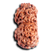 Load image into Gallery viewer, 13 Mukhi Indonesian Rudraksha - Bead No 284