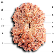 Load image into Gallery viewer, 13 Mukhi Indonesian Rudraksha - Bead No 285