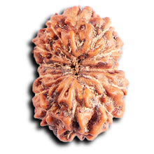 Load image into Gallery viewer, 13 Mukhi Indonesian Rudraksha - Bead No 285