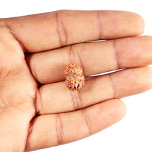 Load image into Gallery viewer, 13 Mukhi Indonesian Rudraksha - Bead No 285