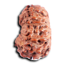 Load image into Gallery viewer, 13 Mukhi Indonesian Rudraksha - Bead No 286
