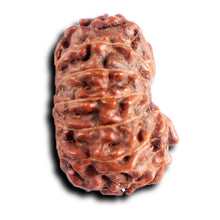 Load image into Gallery viewer, 13 Mukhi Indonesian Rudraksha - Bead No 286
