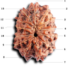 Load image into Gallery viewer, 13 Mukhi Indonesian Rudraksha - Bead No 287