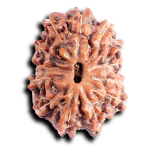 Load image into Gallery viewer, 13 Mukhi Indonesian Rudraksha - Bead No 287