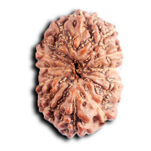 Load image into Gallery viewer, 13 Mukhi Indonesian Rudraksha - Bead No. 288