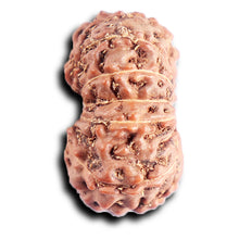 Load image into Gallery viewer, 13 Mukhi Indonesian Rudraksha - Bead No. 288