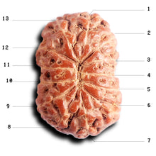 Load image into Gallery viewer, 13 Mukhi Indonesian Rudraksha - Bead No 289